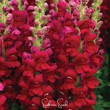 Image result for Antirrhinum
