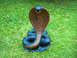 Many people bring an idol of snake made with silver, wood, clay etc. Nag Panchami 2019 Puja Vidhi At Home Date Time Boldsky Com