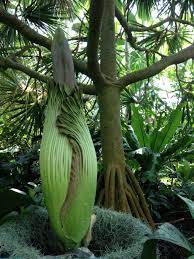 Titan Arum Corpse Flower From The Missouri Botanical Garden Is Coming Along While It S Difficult To Predict Missouri Botanical Garden Flowering Trees Plants