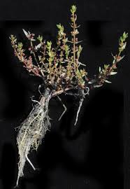 Image result for Ammannia auriculata