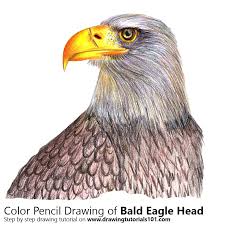 Maybe you would like to learn more about one of these? Realistic Eagle Drawing Color