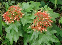 Image result for Clerodendrum pusillum