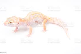 Foto De Jungle Tangerina Tremper Albino Leopardo Geco E Mais Fotos De Stock De Albino Istock