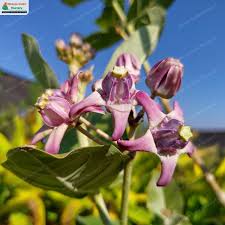 Image result for Calotropis gigantea