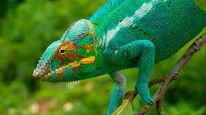 We did not find results for: Bbc Earth The Truth About Chameleons
