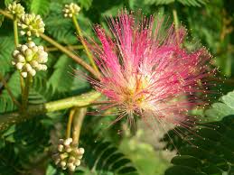 Image result for Albizia