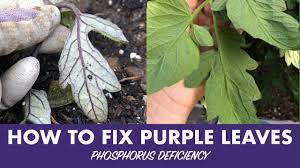 Maybe you would like to learn more about one of these? Purple Tomato Leaves Why Are My Tomato Leaves Turning Purple Luv2garden Com