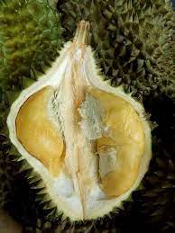 Dengan ini maka pohon durian dapat menjadi peneduh pada kebun dan. Durian D123 Chanee Do Re Pertanian Satu Perniagaan Facebook