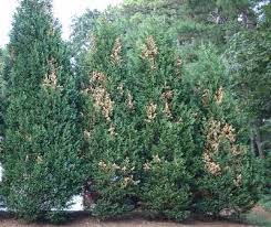 Maybe you would like to learn more about one of these? Leyland Cypress Branches Dying Walter Reeves The Georgia Gardener