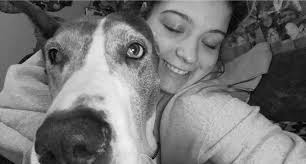 Lost great dane companion