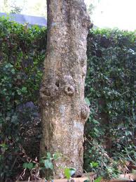 Image result for Oldfieldia macrocarpa