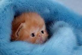 Yeni Dogmus Kedi Yavrusu Nasil Bakilir Guzel Sozler Kittens Cutest Cute Animals Baby Cats