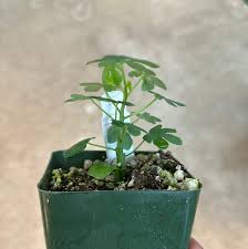 Image result for Adenia glauca