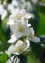 We have 3 farmgirl flowers coupon codes today, good for discounts at farmgirlflowers.com. State Flowers With Pictures Descriptions Flower Glossary