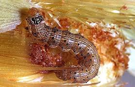 We did not find results for: Corn Sweet Corn Earworm Pacific Northwest Pest Management Handbooks