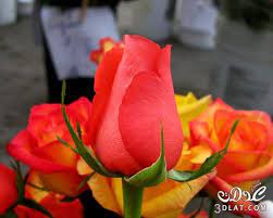 أجمل ورود من الطبيعه صور ورود وزهور روعه صور طبيعية جميله luxury flowers rose flowers