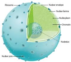 Maybe you would like to learn more about one of these? Draw Describe The Structure Of Nucleus Sarthaks Econnect Largest Online Education Community