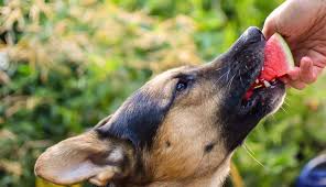 You can only use puppy food moistened with milk replacers or warm water during this process. Can Dogs Eat Fruit The Apple To Watermelon Answer