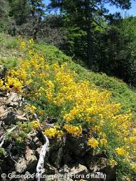 Image result for Adenocarpus