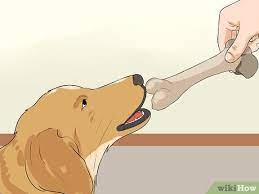 3 Ways To Keep A Dog From Sneaking Human Food Wikihow