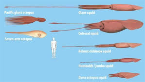 Colossal Squid Size Size Comparison Between The Biggest