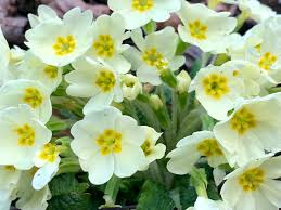 Fiori gialli spontanei sardegna / scopriamo le propieta del profumatissimo elicriso cagliari vistanet : Primula Vulgaris La Minestra Di Fiori Ed Erbe Spontanee Natura In Mente Calliopea