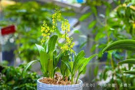 Image result for Polystachya campyloglossa