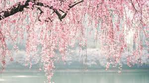 Find the best cherry blossom wallpaper on wallpapertag. Download 1920x1080 Wallpaper Japan Cherry Blossom Tree Flowers Full Hd Hdtv Fhd 1080p Imagem De Fundo De Computador Japan Wallpaper Wallpapers Bonitos