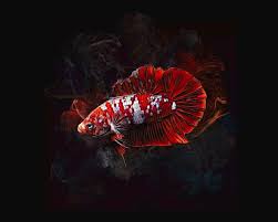 They need a minimum of 50 gallons and liev in groups, meaning their a betta would also be stressed with a much bigger fish and the koi would be stressed alone, since. A Super Red Koi Halfmoon Betta Fish Digital Art By Scott Wallace Digital Designs