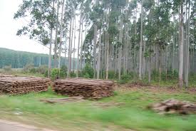 International day against monoculture tree. Monoculture Ja4change