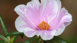 La portulaca raggiunge al massimo i 40 cm di altezza. Portulaca Grandiflora Coltivazione E Info Idee Green