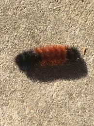 Black And Red Spiky Caterpillar California Pin On Caterpillars Pretty And Ugly