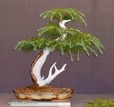 Discover more posts about libanoni cédrus. Libanoni Cedrus Magok Meghosszabbitva 3061181093 Vatera Hu