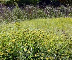 Image result for foto Dvouzubec