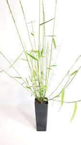 Image result for Entolasia