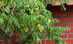 Plum—there are no satisfactory dwarfing rootstocks at present for plums. June Plum Tree Growing Ambarella Fruit Epic Gardening