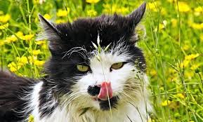 Updated on april 1, 2018. Cat Deterrent Plants Primrose Blog