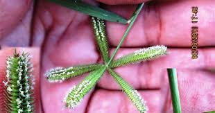 Image result for Dactyloctenium aegyptium