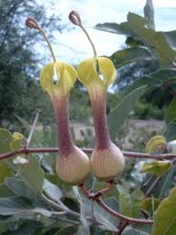 Image result for Ceropegia achtenii