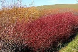 Image result for Sericorema sericea