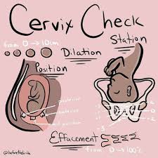 Image result for cervix position