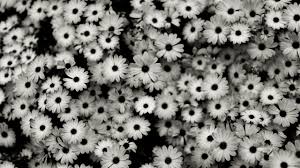 Your black white stock images are ready. Wallpaper Flowers Pattern Grey Daisies Daisy Tree Flower Plant Flora Petal Computer Wallpaper Black And White Monochrome Photography Black White 2560x1440 Goodfon 786769 Hd Wallpapers Wallhere