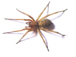 Venomous Spiders In Us North America Debugged