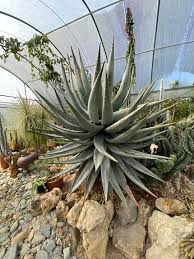 Image result for Aloe aculeata × ortholopha