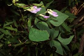 Image result for Amphicarpaea africana