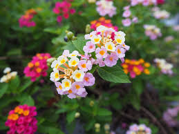 Maybe you would like to learn more about one of these? 45 Best Summer Flowers Beautiful Flowers That Bloom All Summer