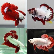 A mammoth tusk sticking out of the ground in a siberian riverbed. Betta Siamese Fighting Fish Red White Dragon Halfmoon Plakat Male Aquarium Central