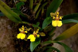 Image result for Ozoroa gomesiana