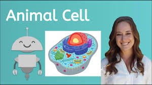 We did not find results for: What Are The Parts Of An Animal Cell Youtube