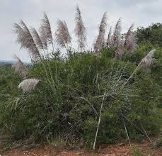 Image result for Pentarrhinum insipidum